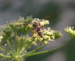 Polybiomyia bellardii