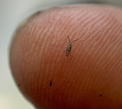 Willowsia nigromaculata