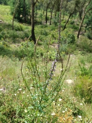 Anarrhinum bellidifolium