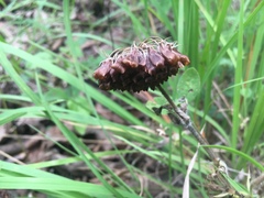Trifolium reflexum