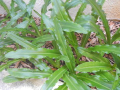 Veltheimia