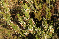 Erica intermedia albiflora