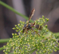 Polybiomyia bellardii
