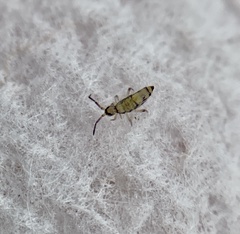 Willowsia nigromaculata