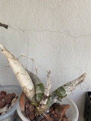 Catasetum pendulum