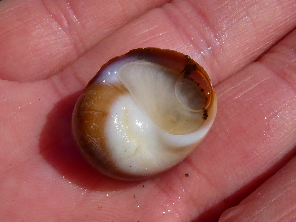 Aleutian moon snail