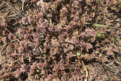 Chorizanthe cuspidata cuspidata