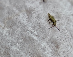 Willowsia nigromaculata