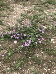 Ipomoea cordatotriloba