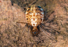 Hypsosinga lithyphantoides