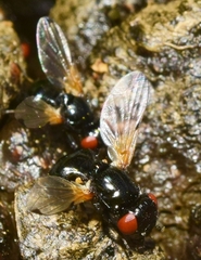 Ulidia apicalis