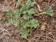 Alchemilla glaucescens