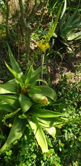 Bulbine latifolia latifolia