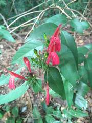 Justicia brasiliana