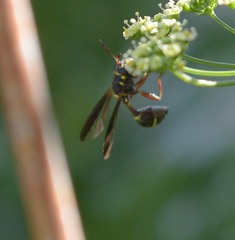 Polybiomyia bellardii