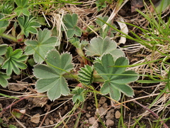 Alchemilla glaucescens