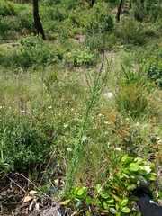 Anarrhinum bellidifolium