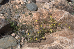 Neogaerrhinum filipes