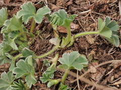 Alchemilla glaucescens