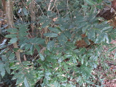 Erythrina lysistemon