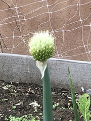 Allium cepa cepa