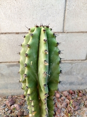 Stenocereus martinezii