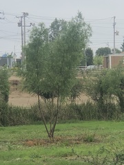 Prosopis glandulosa