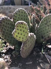 Cactaceae