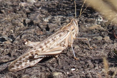 Schistocerca gregaria flaviventris