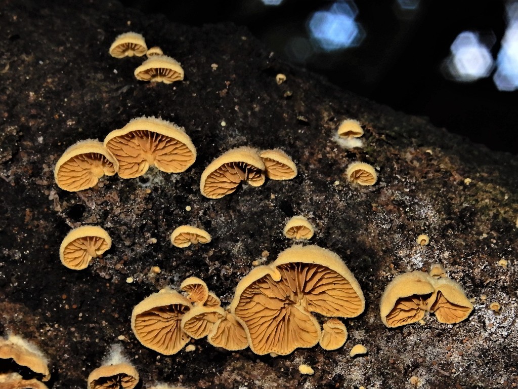 Crepidotus parietalis