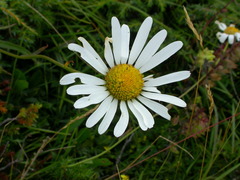 Leucanthemum heterophyllum
