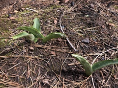 Platanthera elongata