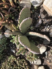 Cactaceae