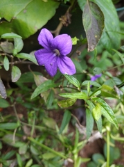 Ruellia simplex