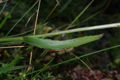 Leucanthemum heterophyllum