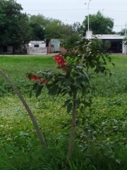 Erythrina crista-galli