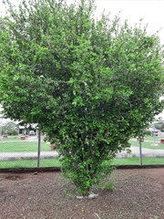 Malpighia emarginata