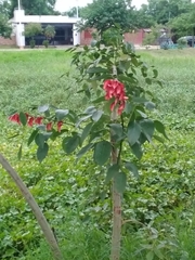 Erythrina crista-galli