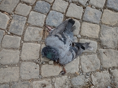 Columba livia domestica