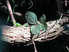 Vincetoxicum anomalum