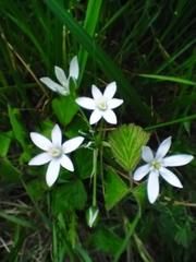 Ornithogalum umbellatum