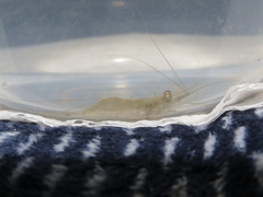 Macrobrachium amazonicum