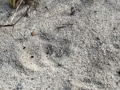 Herpestes pulverulentus