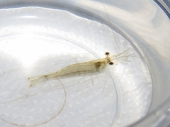 Macrobrachium amazonicum