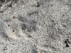 Herpestes pulverulentus