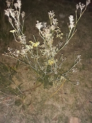 Magnoliopsida