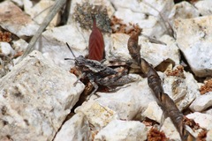 Dracotettix monstrosus