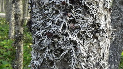 Hypogymnia duplicata