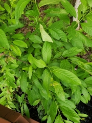 Cephalanthus occidentalis