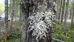 Hypogymnia duplicata